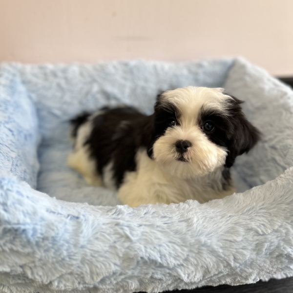 puppies for sale in boca raton