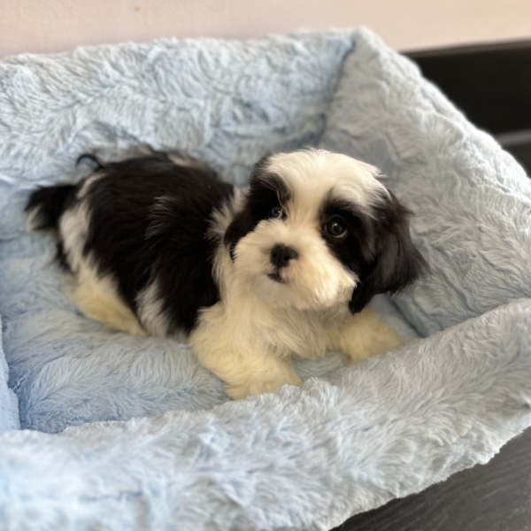 puppies for sale in boca raton