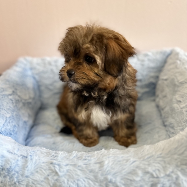 puppies for sale in boca raton