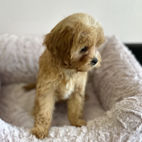 puppies for sale in boca raton