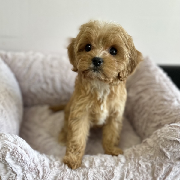 puppies for sale in boca raton