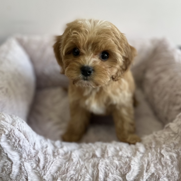 puppies for sale in boca raton