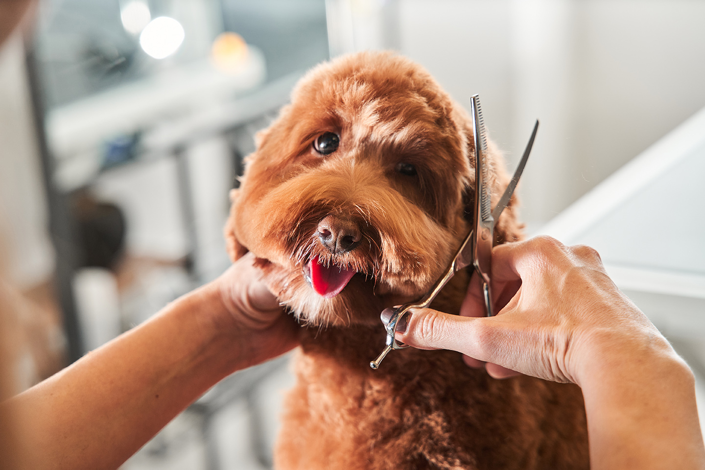 Dog Grooming in Boynton Beach