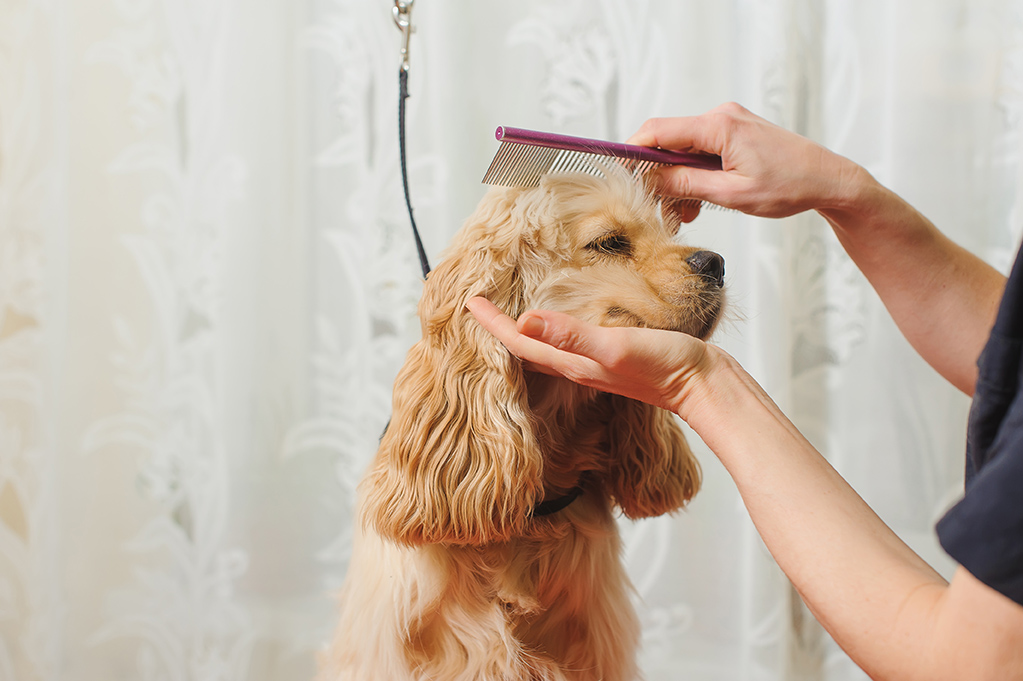 Dog Grooming in Coconut Creek