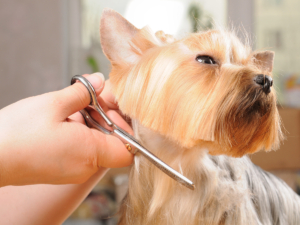 puppies for sale in boca raton