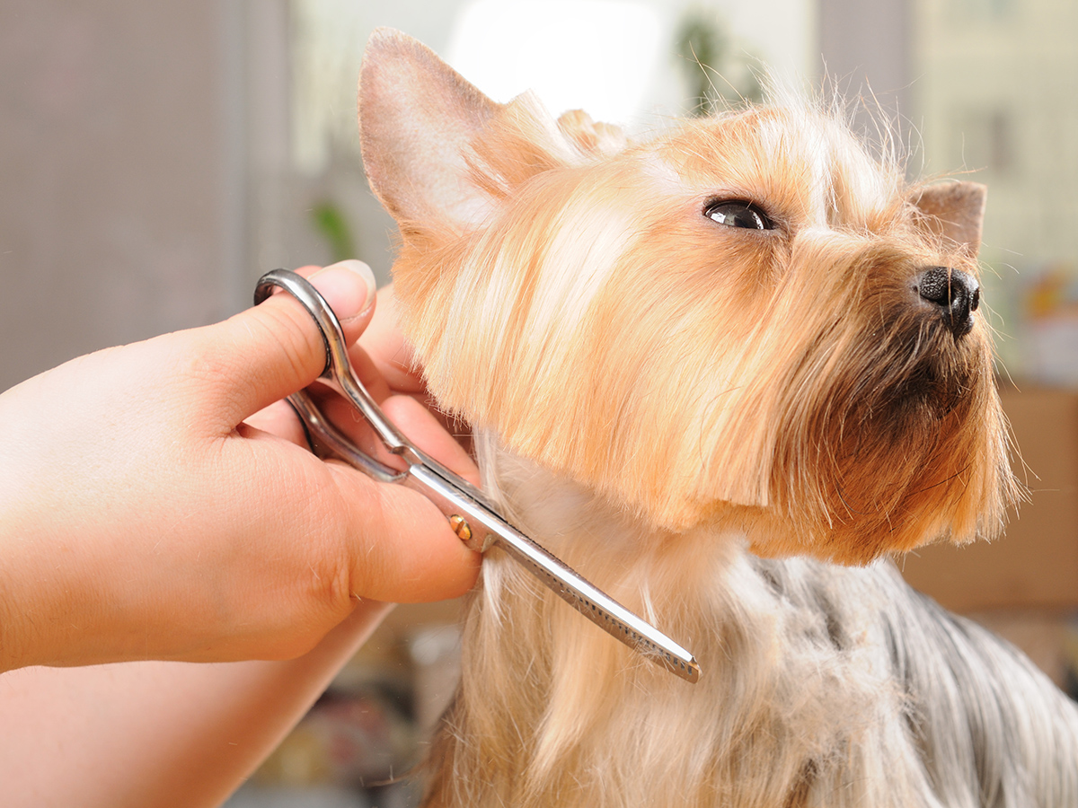 dog grooming in Coral Springs