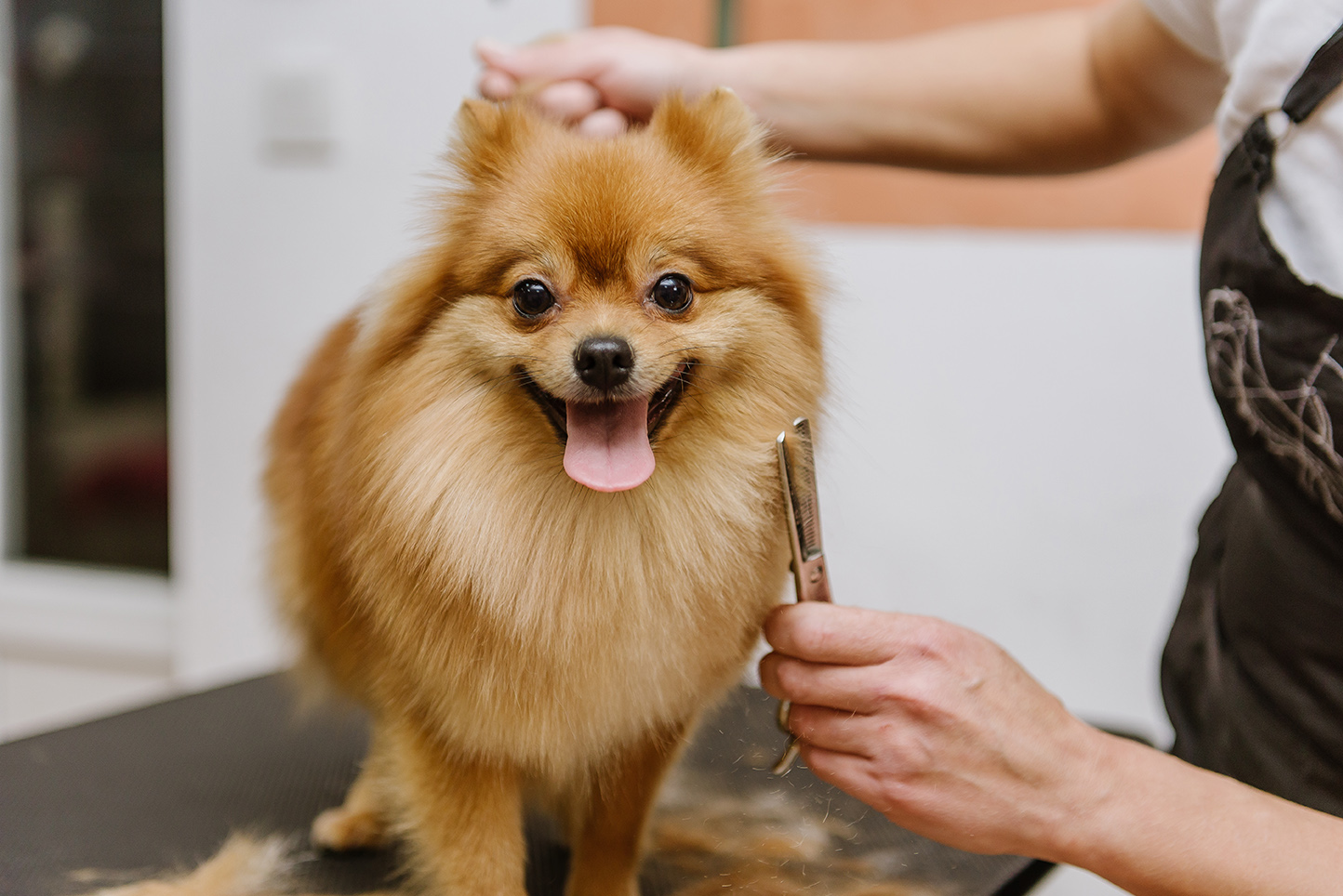 dog grooming in Deerfield Beach