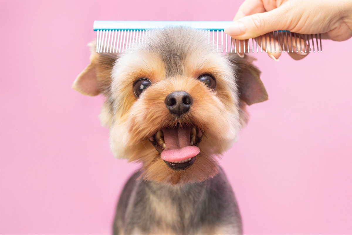 dog grooming in Delray Beach