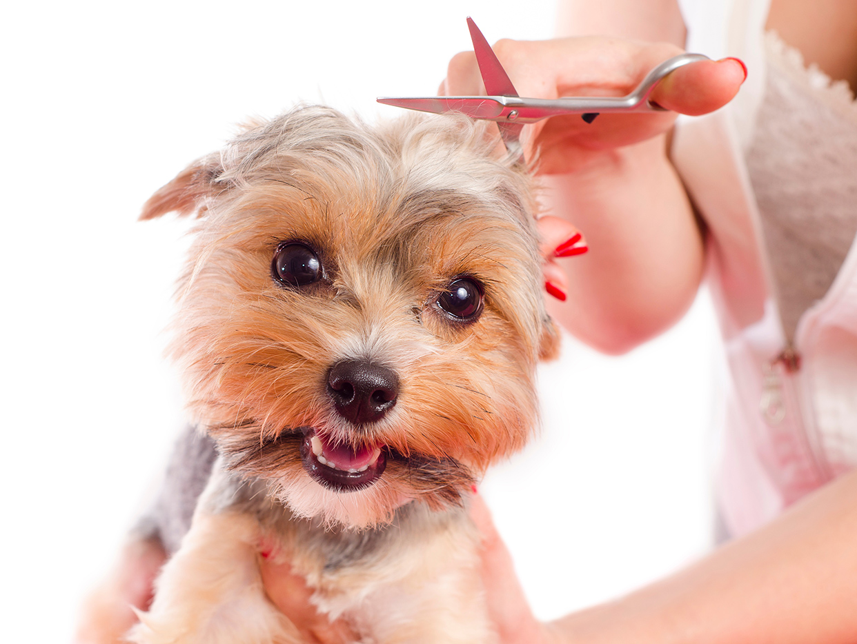 dog grooming in Parkland