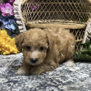 puppies for sale in boca raton