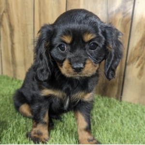 puppies for sale in boca raton