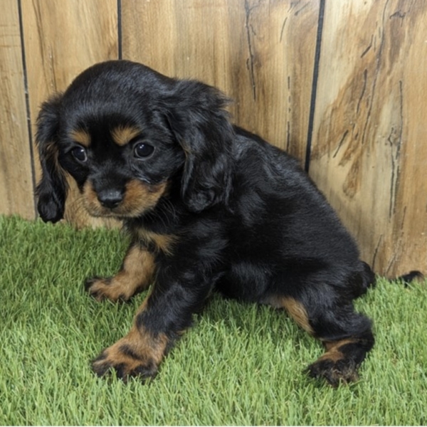 puppies for sale in boca raton