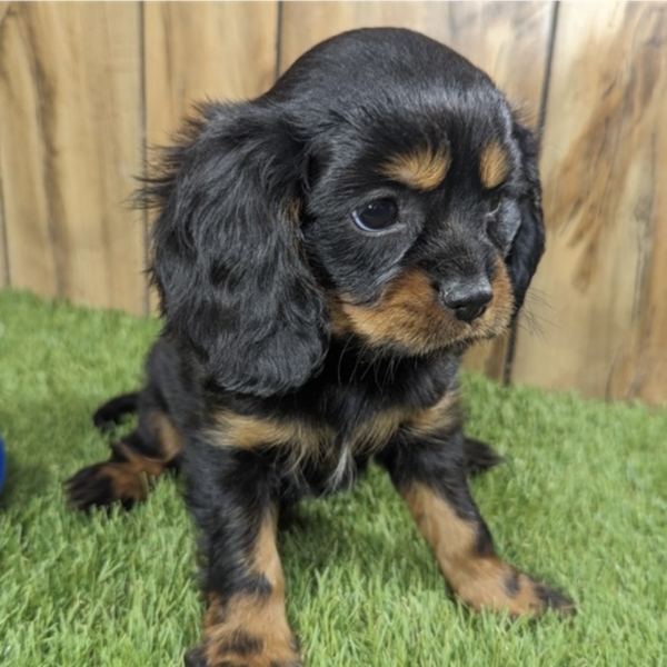 puppies for sale in boca raton