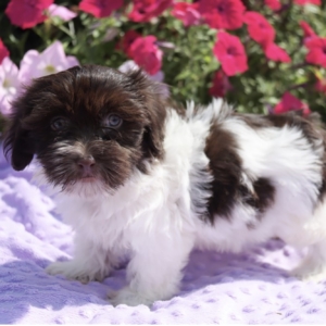 puppies for sale in boca raton