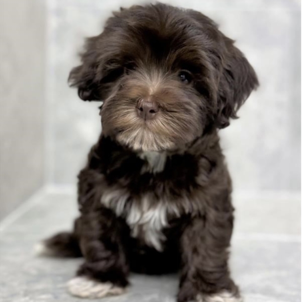 puppies for sale in boca raton