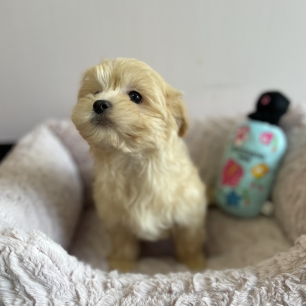 puppies for sale in boca raton