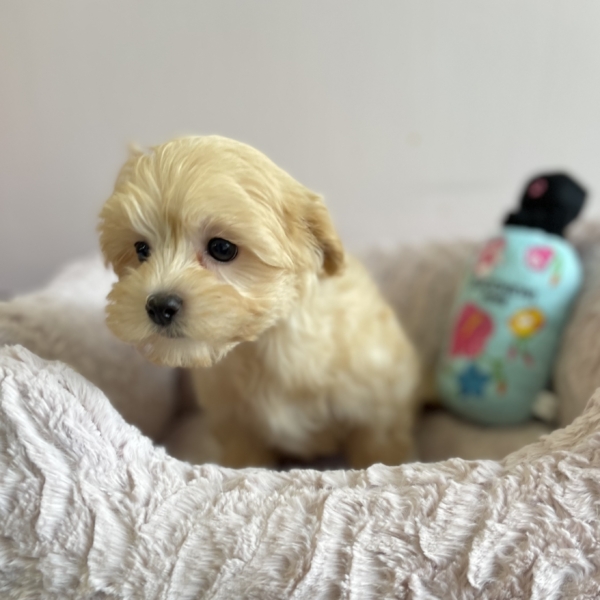 puppies for sale in boca raton