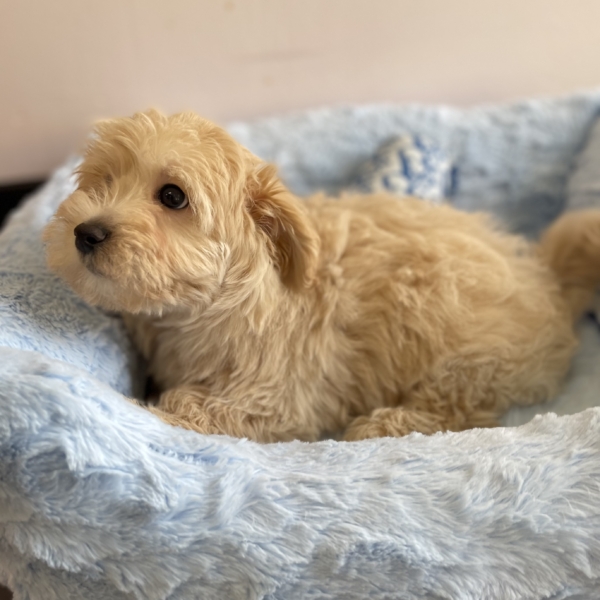 puppies for sale in boca raton