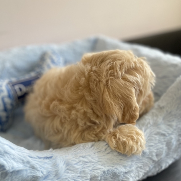 puppies for sale in boca raton