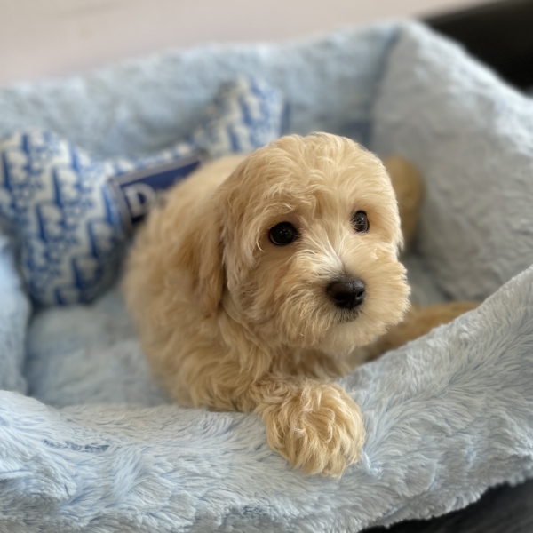 puppies for sale in boca raton