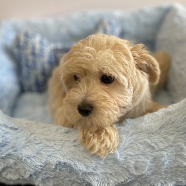 puppies for sale in boca raton