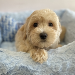 puppies for sale in boca raton