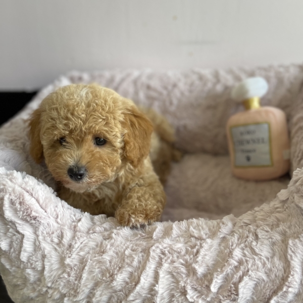 puppies for sale in boca raton