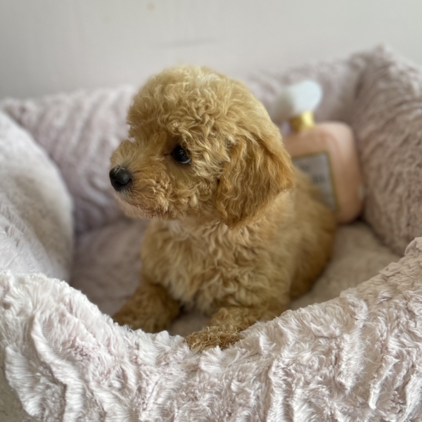 puppies for sale in boca raton