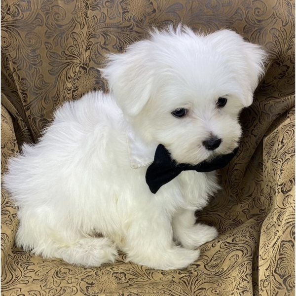 puppies for sale in boca raton