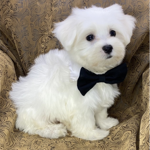 puppies for sale in boca raton