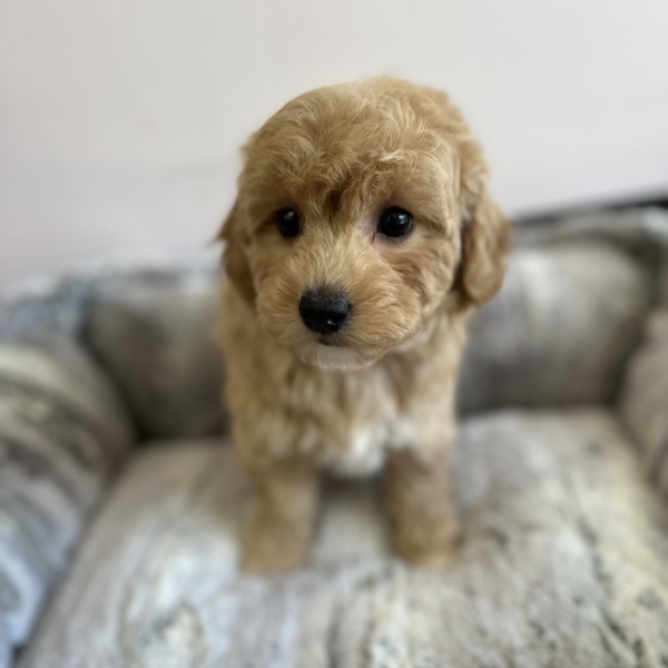 puppies for sale in boca raton