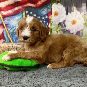 puppies for sale in boca raton