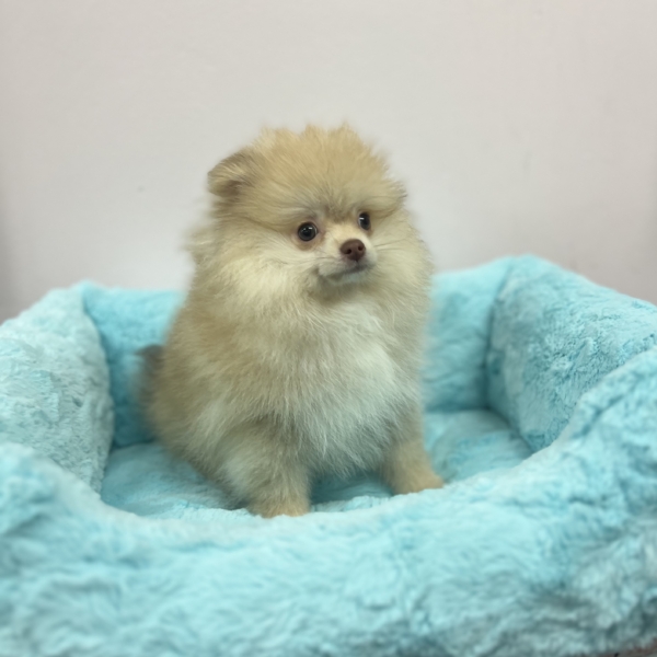 puppies for sale in boca raton