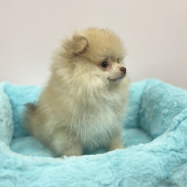 puppies for sale in boca raton