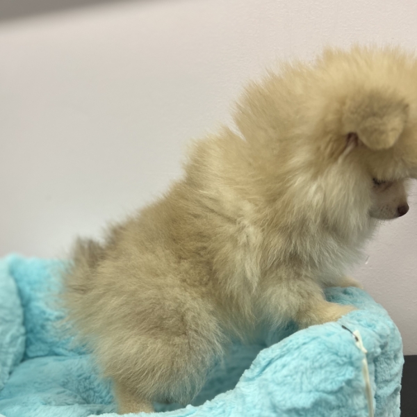 puppies for sale in boca raton