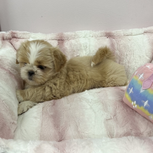 puppies for sale in boca raton