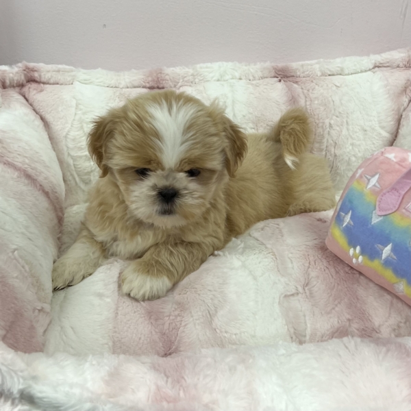 puppies for sale in boca raton