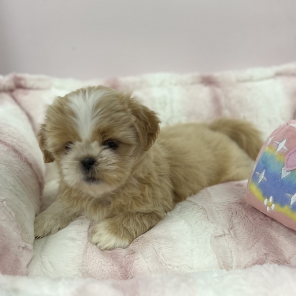 puppies for sale in boca raton