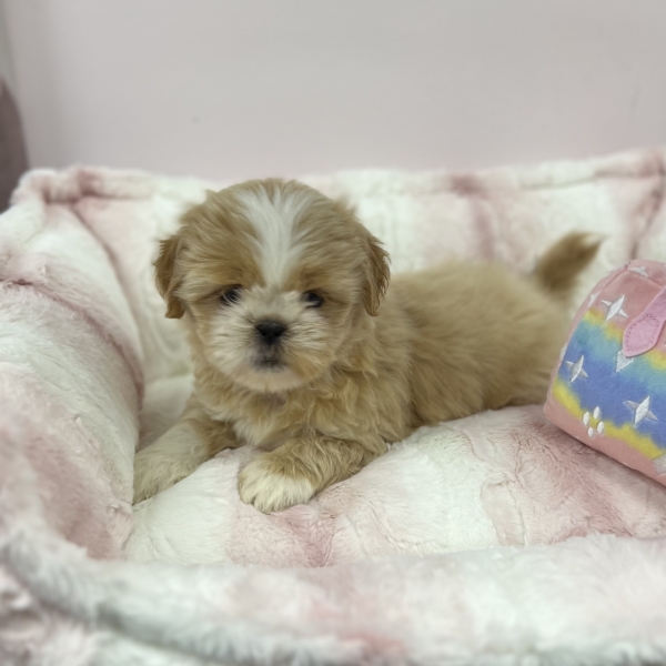 puppies for sale in boca raton