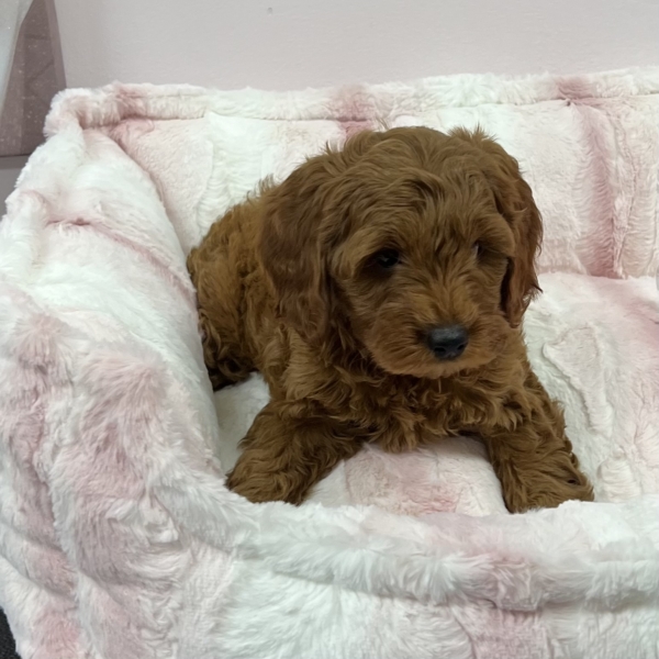 puppies for sale in boca raton