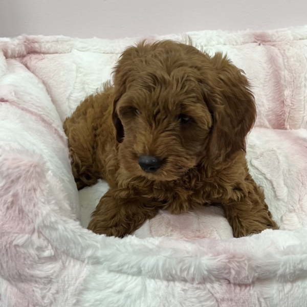 puppies for sale in boca raton