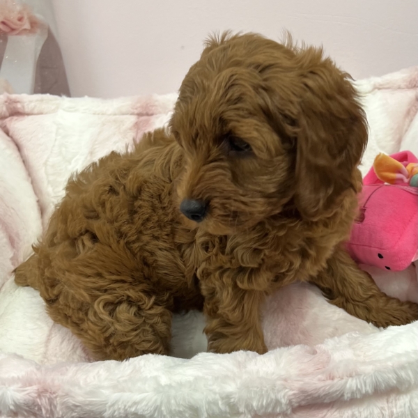 puppies for sale in boca raton