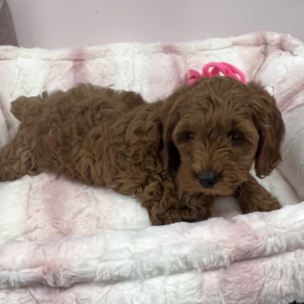 puppies for sale in boca raton