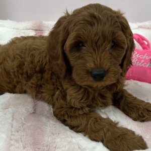 puppies for sale in boca raton