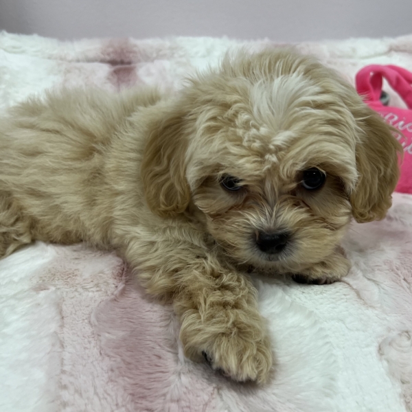 puppies for sale in boca raton