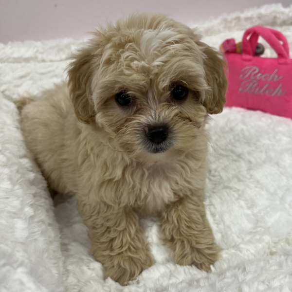 puppies for sale in boca raton