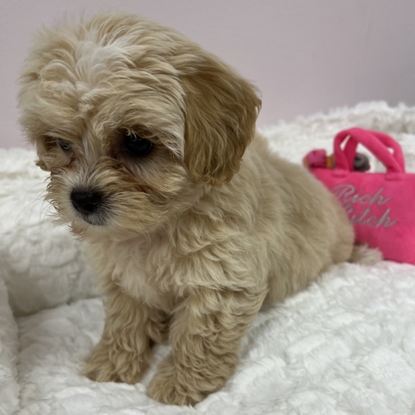 puppies for sale in boca raton