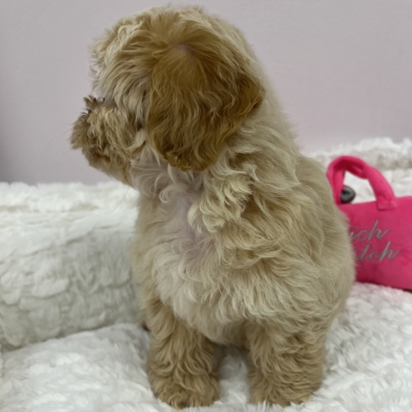 puppies for sale in boca raton