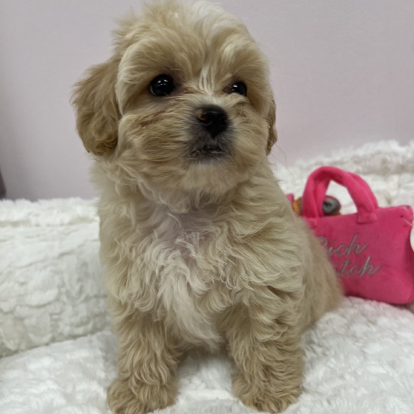 puppies for sale in boca raton