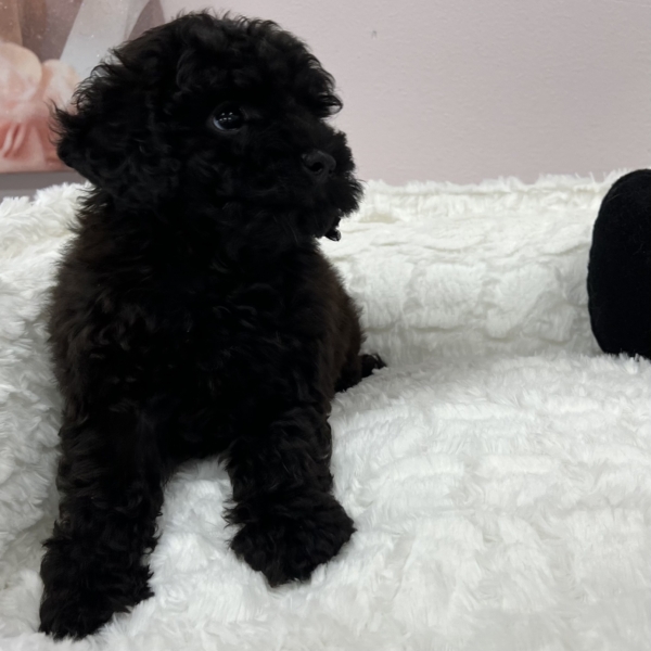 puppies for sale in boca raton